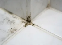 Mold & Mildew Spot Cleaning